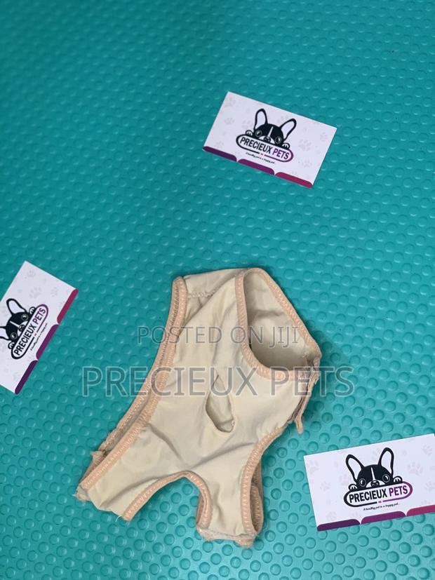 Toy Dog Clothings Series 048 · Photo 4