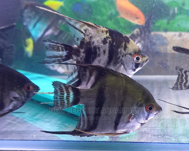 Black Angel Fish