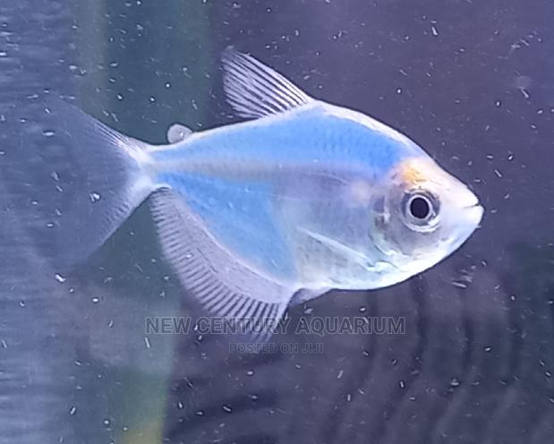 Aquarium Glow Fish