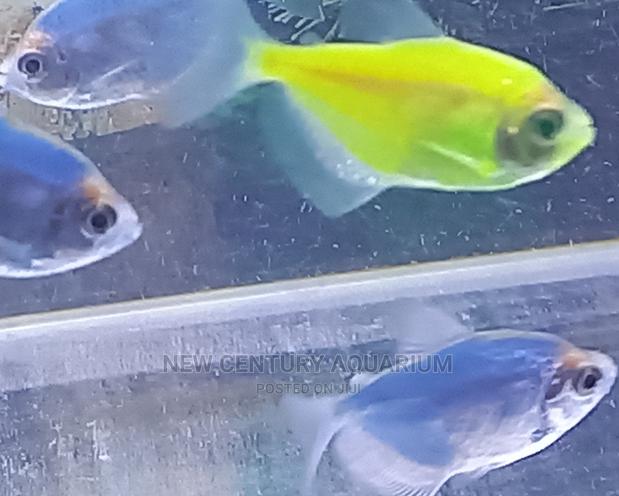 Aquarium Glow Fish photo 2