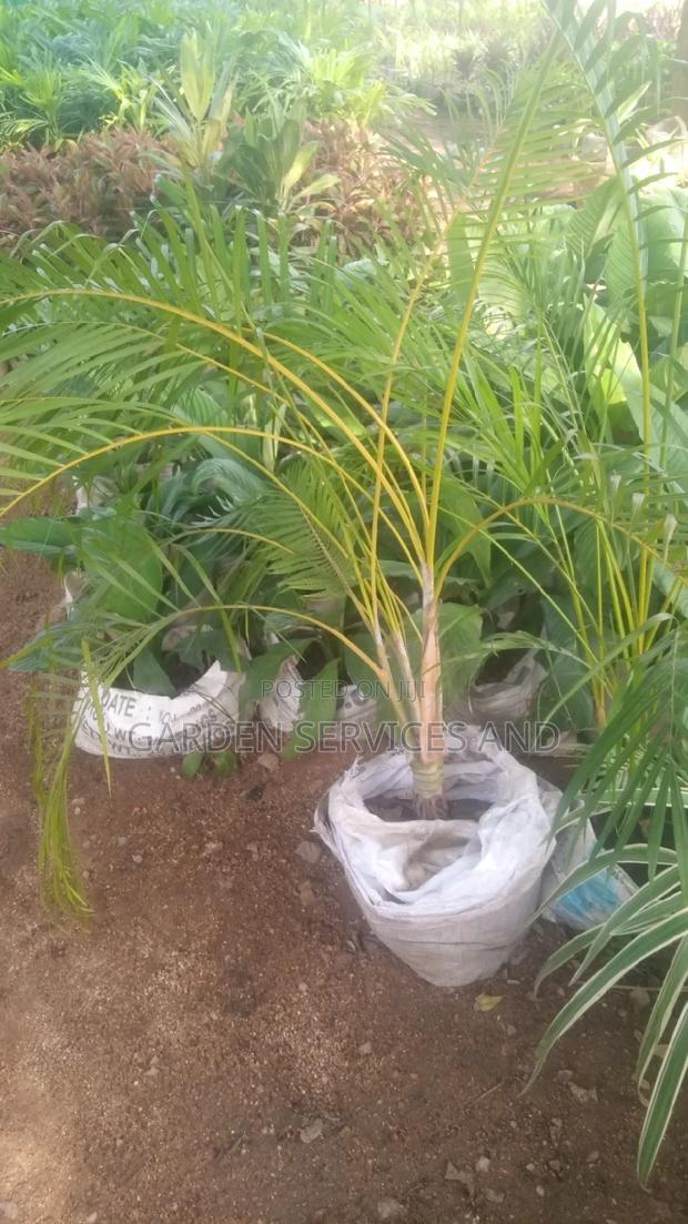 Golden Cane Palm for Sale photo 2