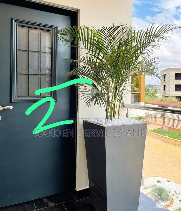 Golden Cane Palm for Sale