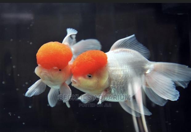 Redcap Fish · Photo 2