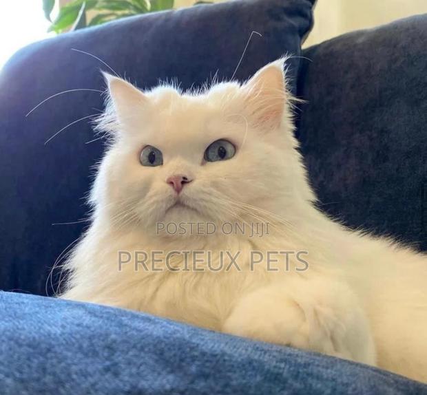 1-3 months Male Purebred Persian · Photo 2