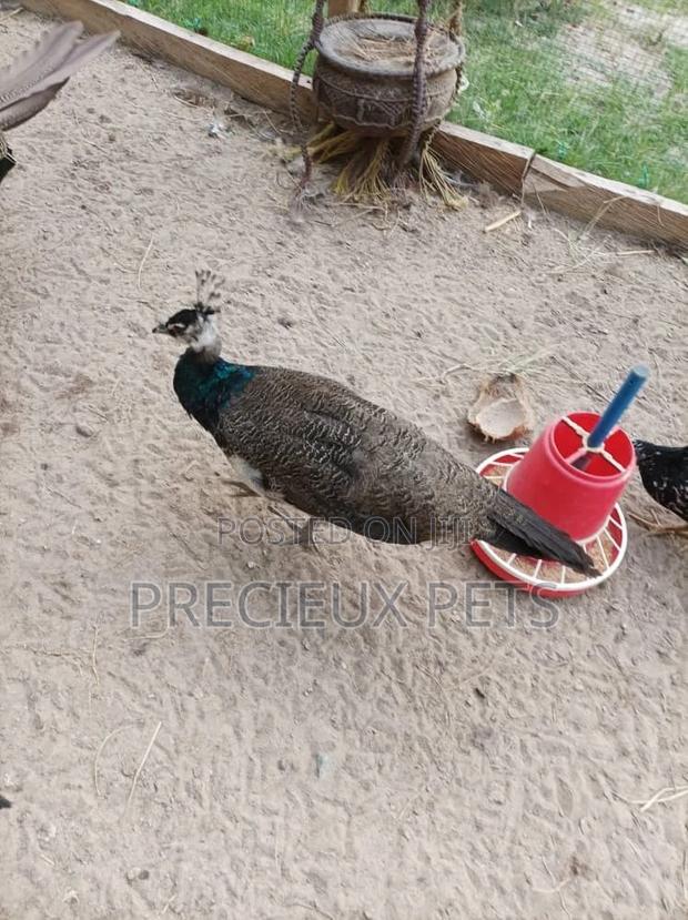 Young Male Peacock · Photo 2