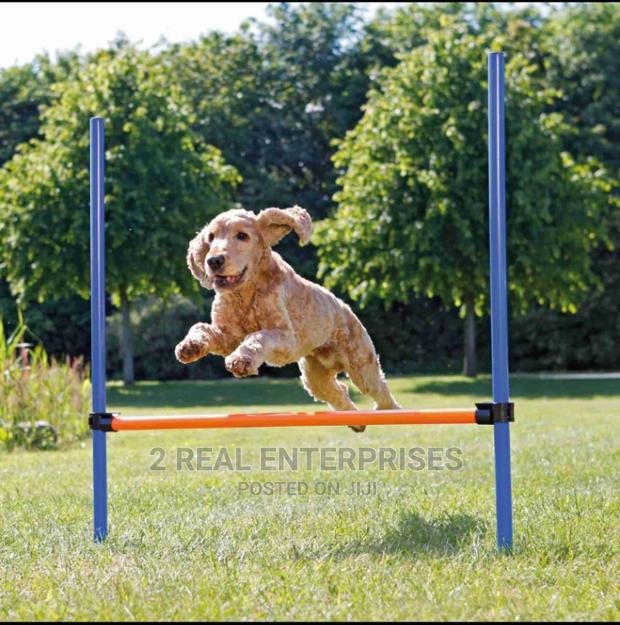 Dog Agility Hurdle · Photo 3