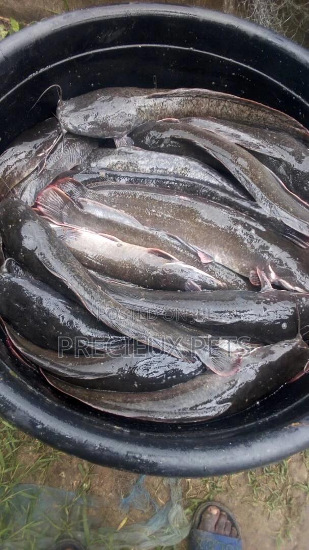 Table Size Cat Fish · Photo 4
