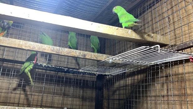 Domesticated Ringneck Parrot · Photo 2