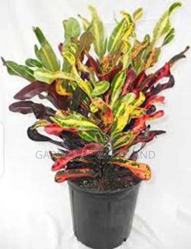 Twisted Croton · Photo 2