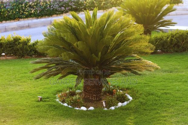 Sago Palm for Sale · Photo 2