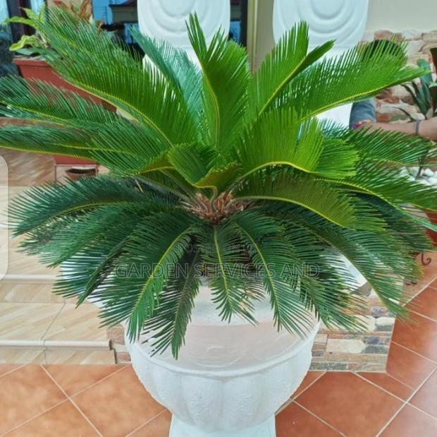 Sago Palm for Sale · Photo 2