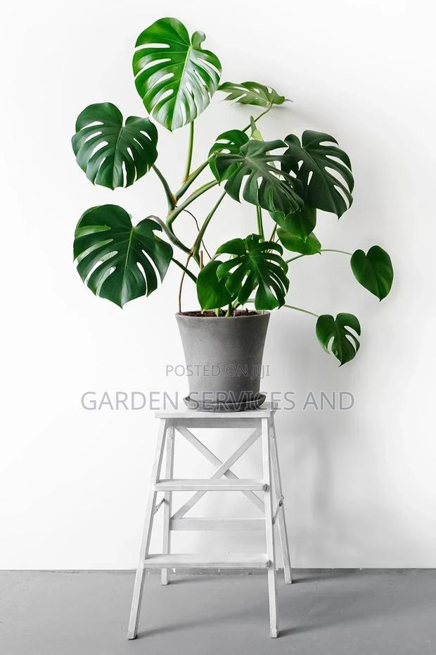 Monstera for Sale · Photo 4