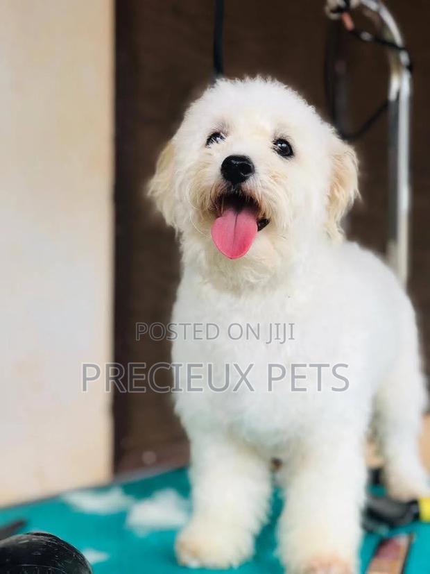 Prime Grooming Services · Photo 2