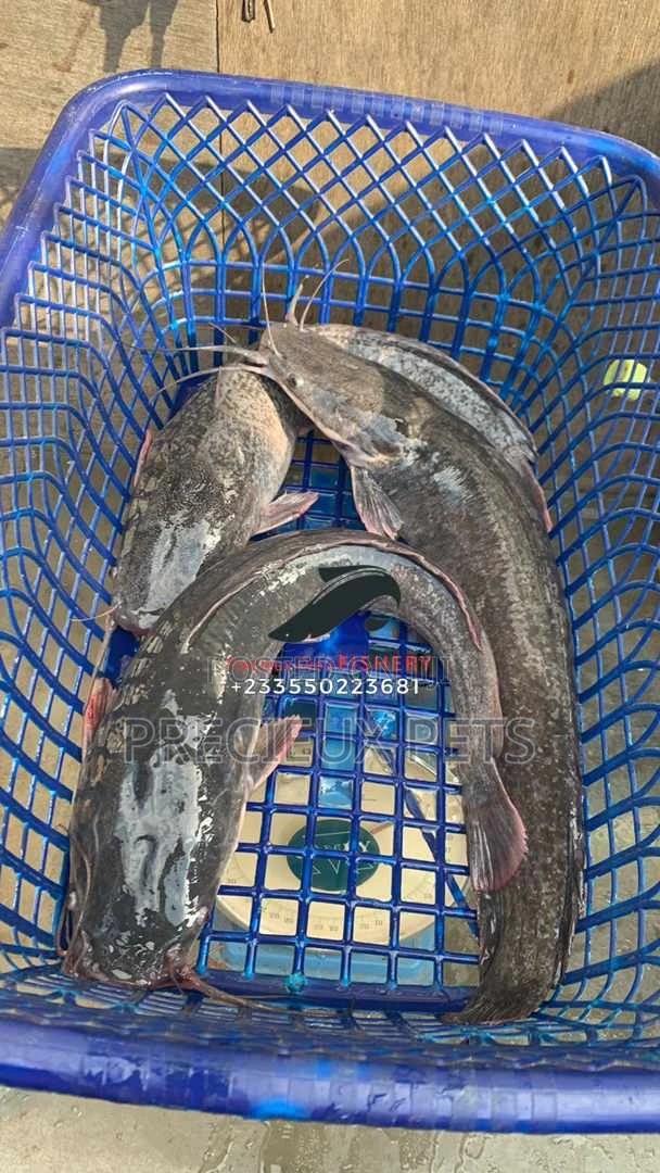 Matured Cat Fish · Photo 2