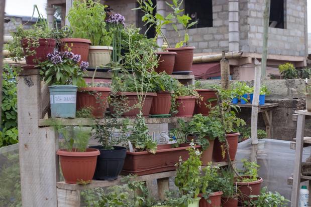 Home Garden Setup photo 4