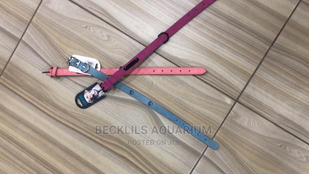 Harness Available for Dogs · Photo 4