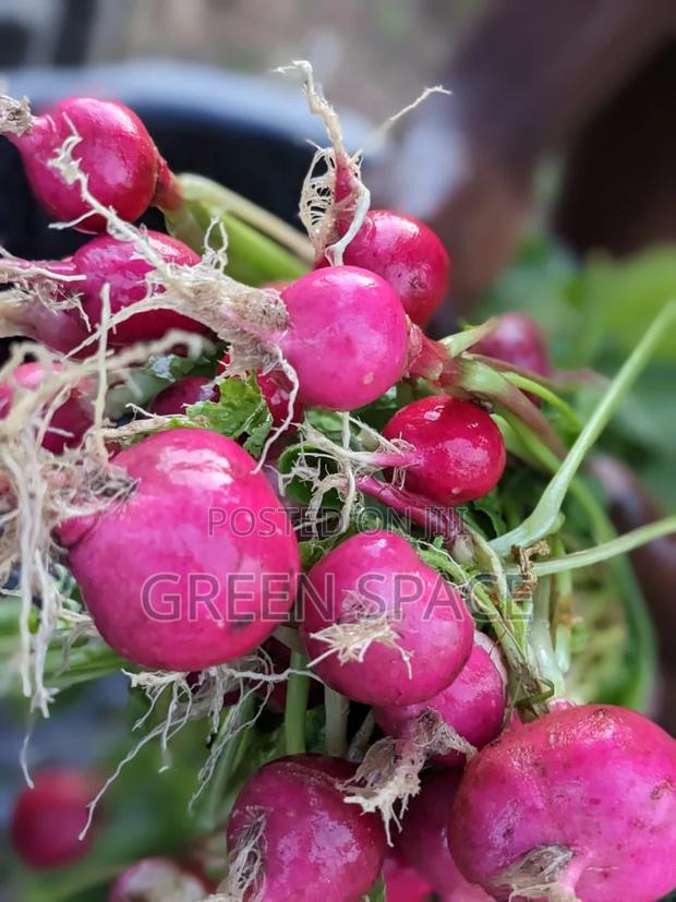 Red Radish Seeds photo 2
