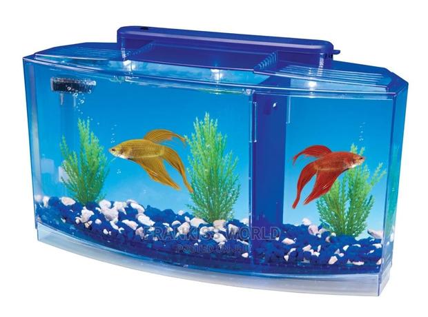 Betta Fish Tank · Photo 2