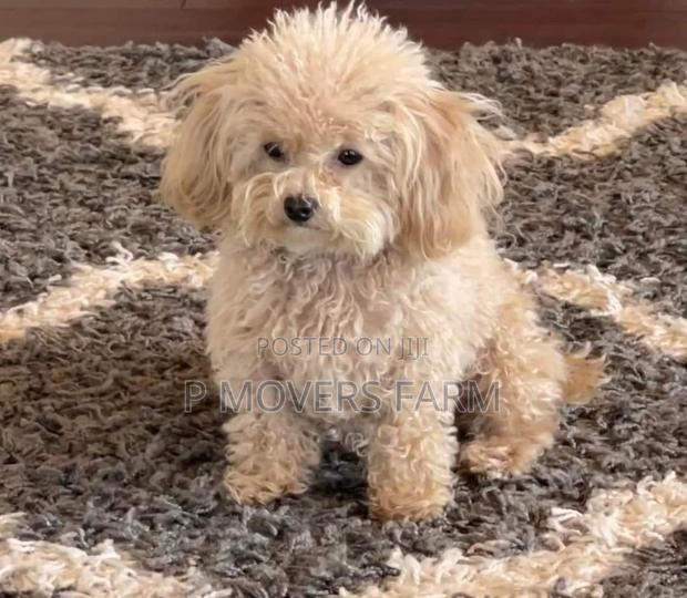 1-3 months Male Purebred Poodle · Photo 2