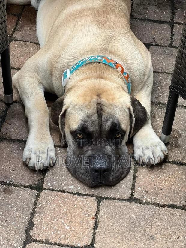 1-3 months Male Purebred Boerboel · Photo 2