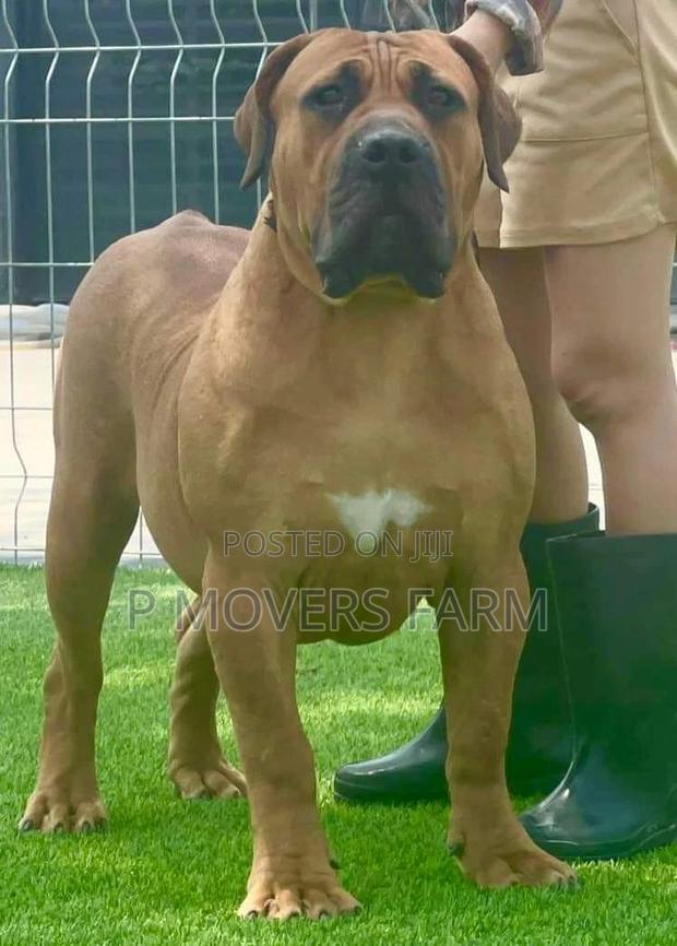 1-3 months Female Purebred Boerboel · Photo 2