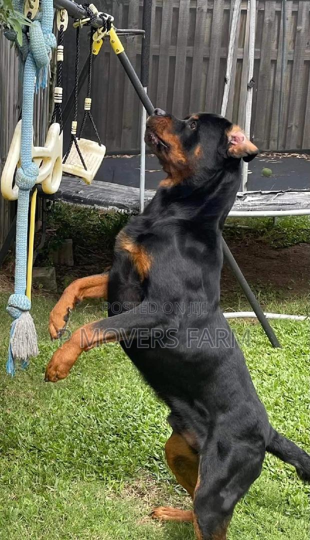 1-3 months Male Purebred Rottweiler · Photo 2