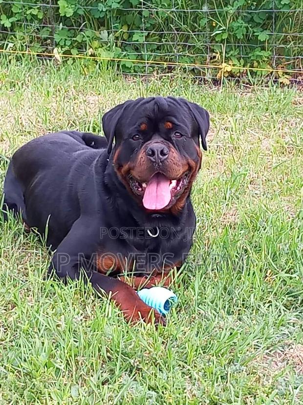 1-3 months Male Purebred Rottweiler · Photo 2