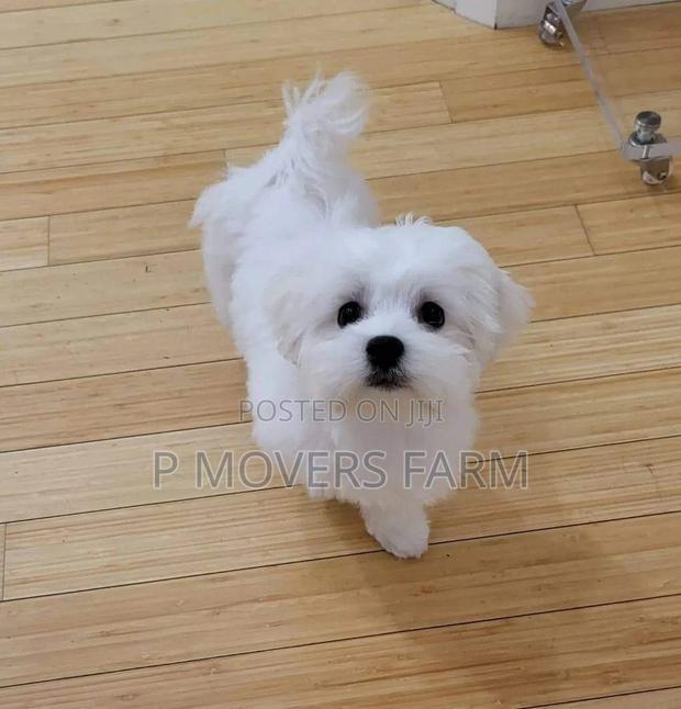 1-3 months Male Purebred Maltese · Photo 2