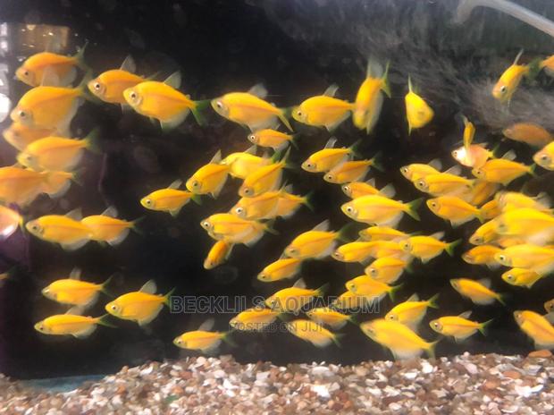 Tetra Fish’S Available · Photo 3
