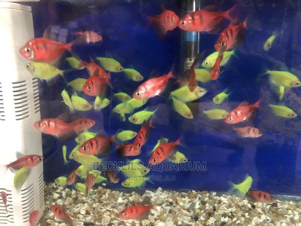 Tetra Fish’S Available · Photo 4