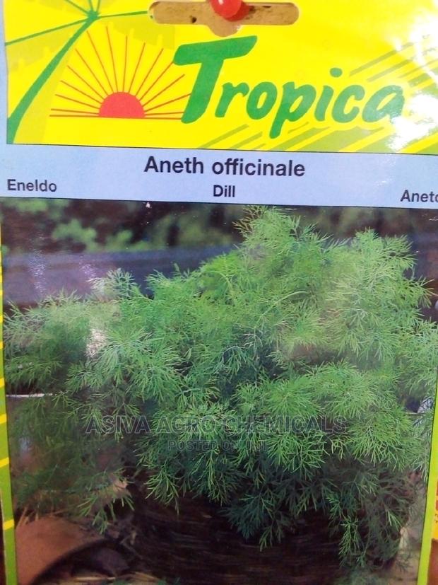 Dill Seeds · Photo 3