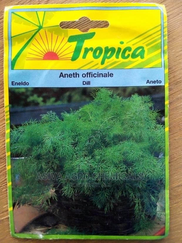 Dill Seeds · Photo 4