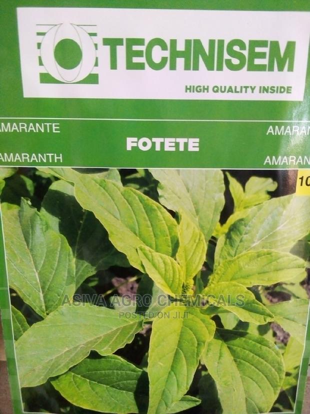 Amaranth/Alefe Seeds · Photo 2