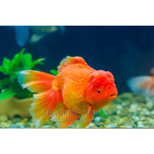 Gaint Oranda · Photo 2