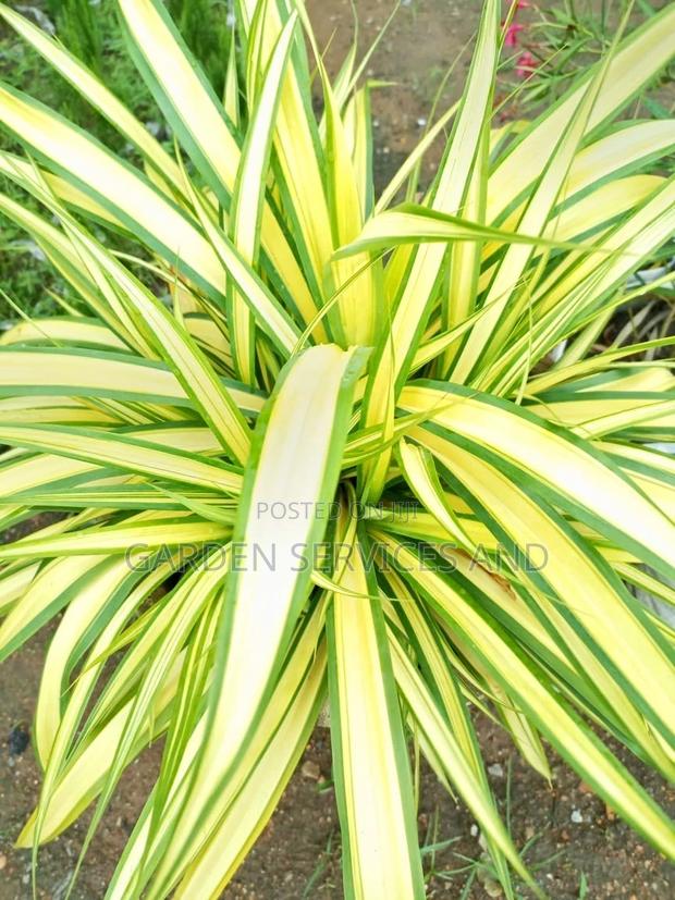 Spider Plant For Sale · Photo 2