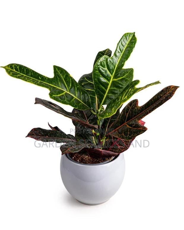 Three Fingers Plant for Sale · Photo 2