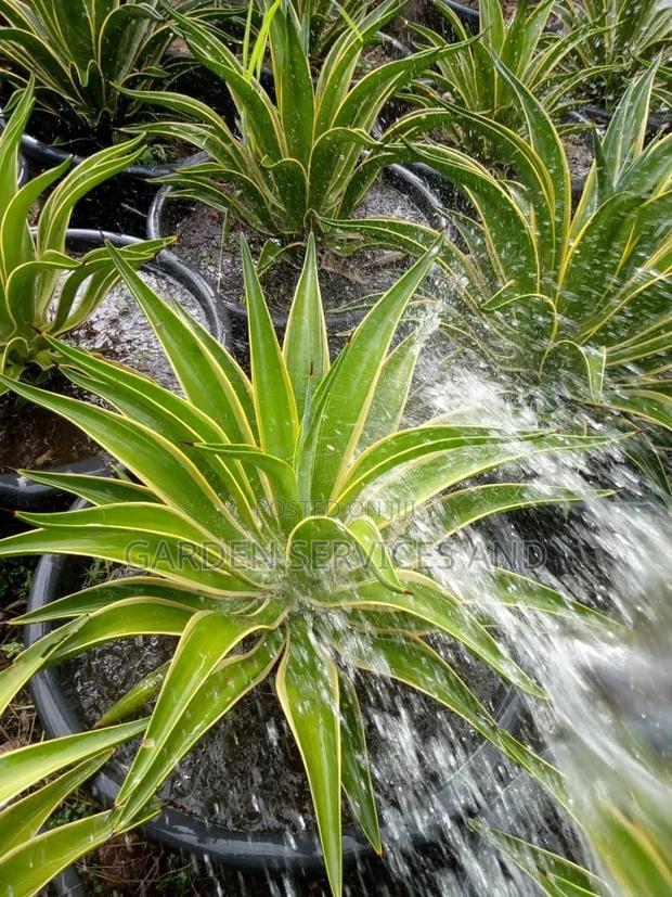 Sansevieria for Sale · Photo 2