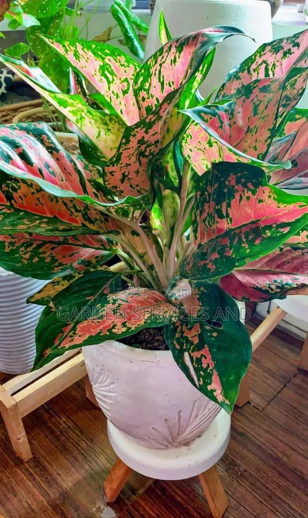 Aglaonema for Sale · Photo 2