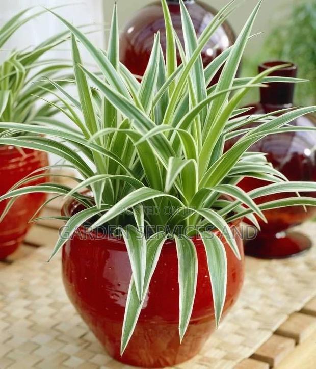 Daniella Plant for Sale · Photo 2