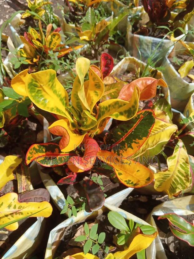 Croton for Sale · Photo 4