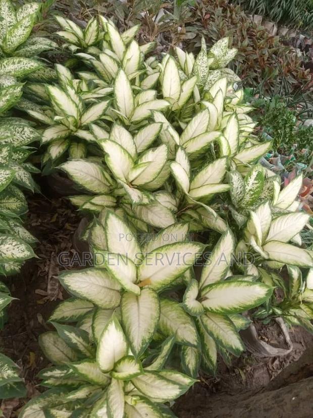 Aglaonema for Sale · Photo 3
