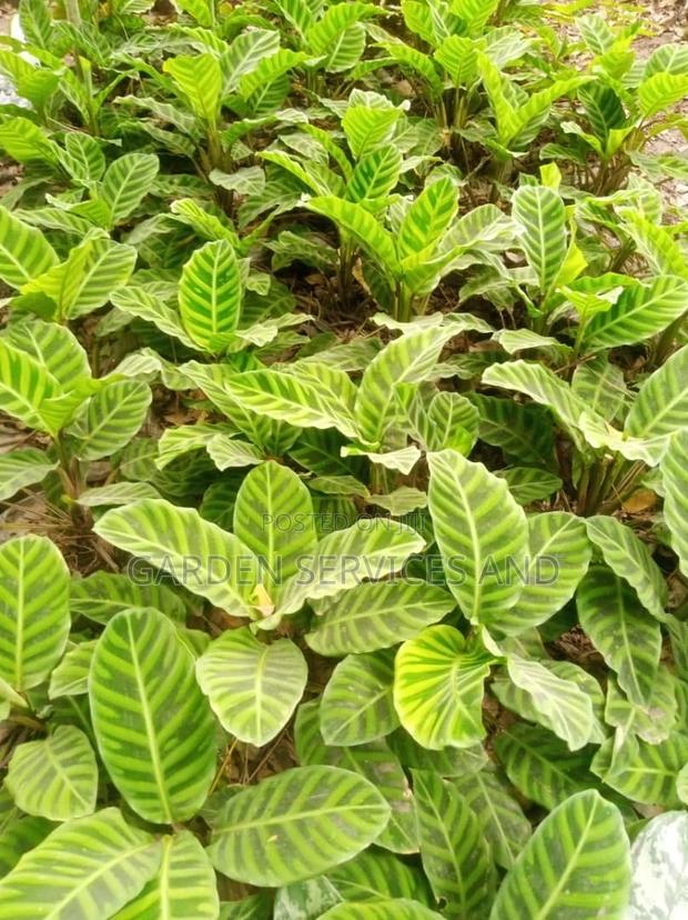 Aglaonema for Sale · Photo 4