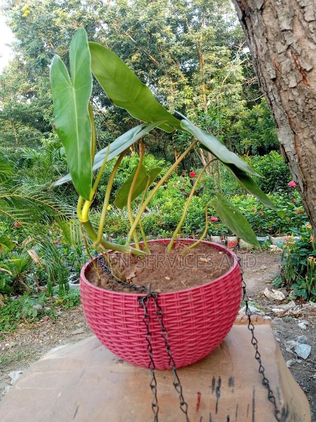 Plant for Sale · Photo 2