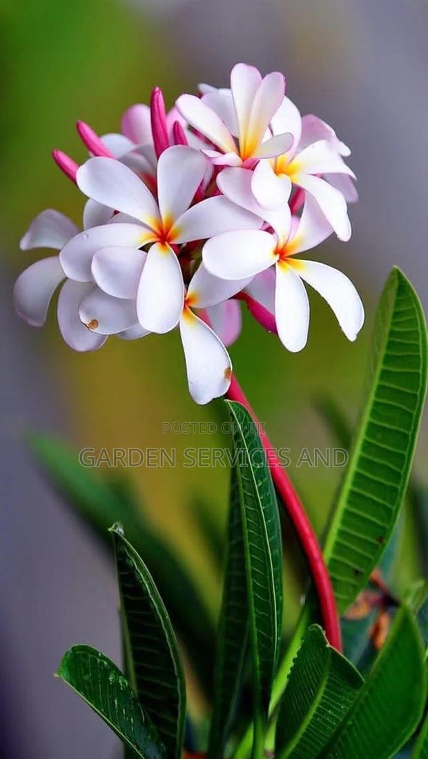 Plumeria for Sale · Photo 4