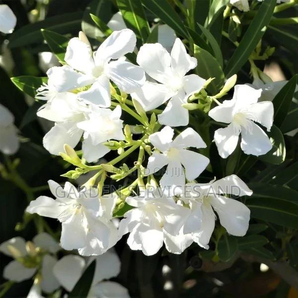 Plumeria for Sale · Photo 3