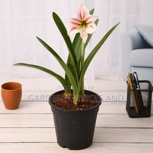 Lilly for Sale · Photo 3