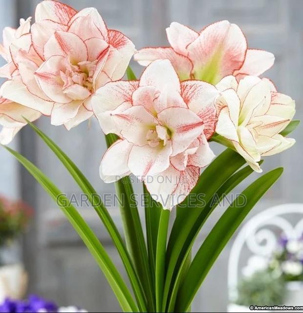 Lilly for Sale · Photo 4