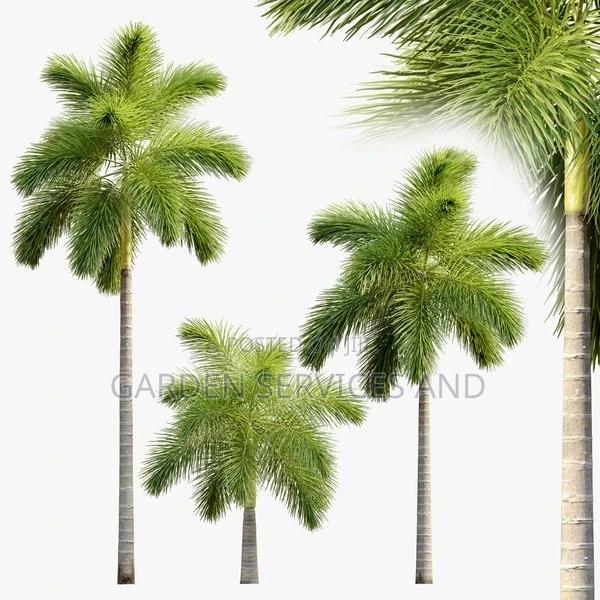 Foxtail Palm · Photo 4
