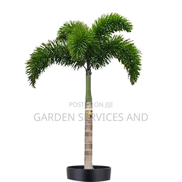 Foxtail Palm · Photo 3