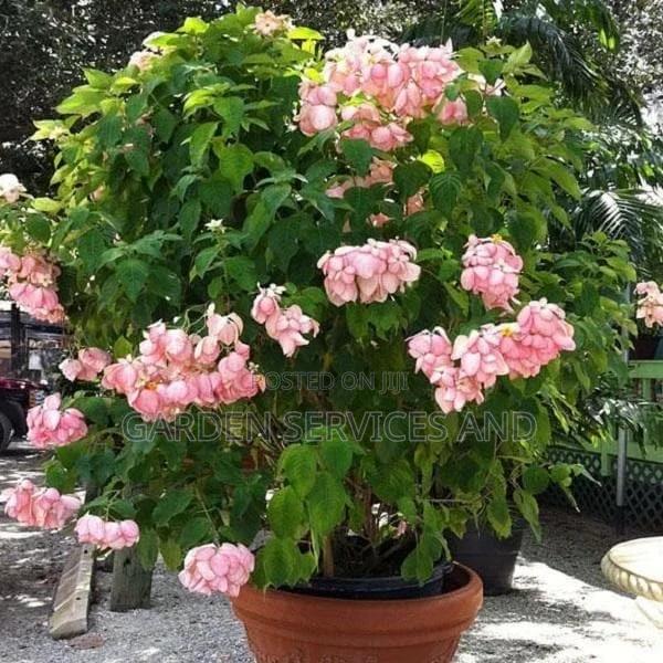 Red Queen of Philippines for Sale · Photo 2